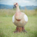 Wildcrete Egyptian Goose